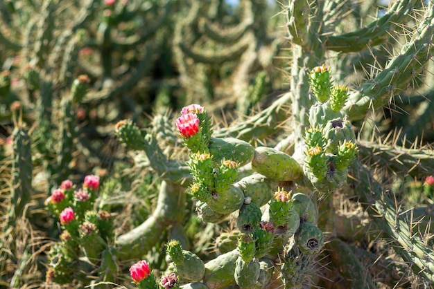 Close up photo of a blooming pink flower on a cactus