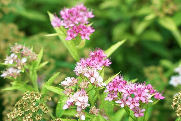 Close up photo of blooming pink spirea The blossoming flowers and the responding ones are visible