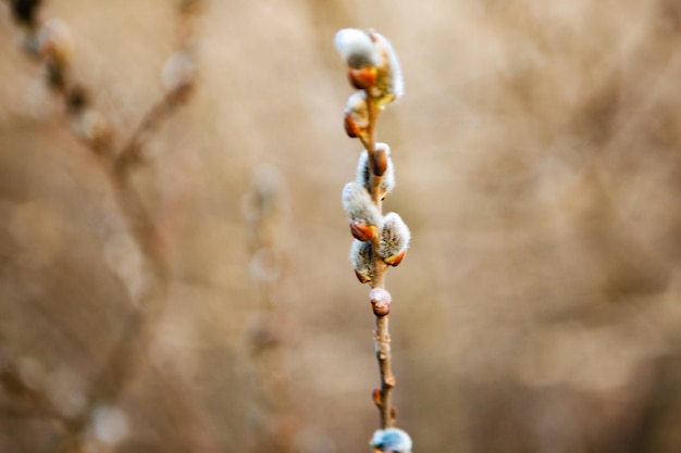 Close up photo of blossom willow branch