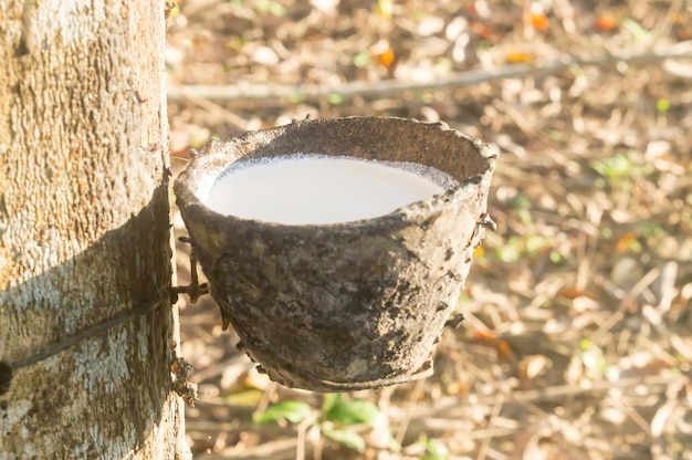 Close up photo of bowl full of natural rubber latex tapped or extracted from rubber tree in rubber plantation in south of Thailand