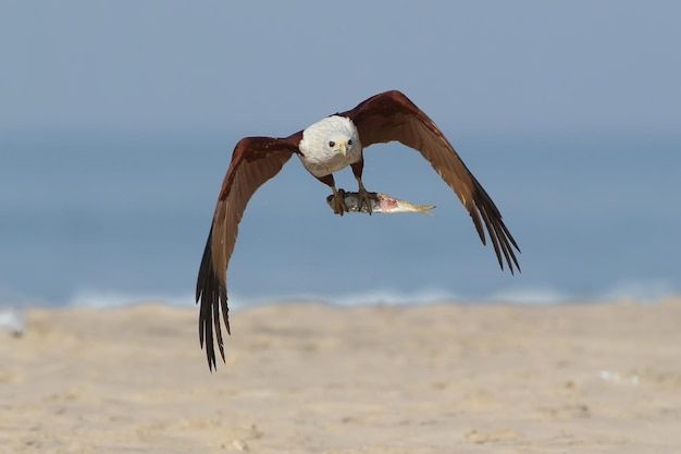 Close-up photo of a brahminy kite (Haliastur indus) flying and holding a large mackerel fish in its paws