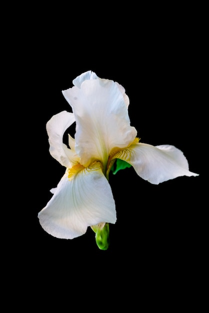 Close up photo of bright colorful iris flower in the garden isolateds