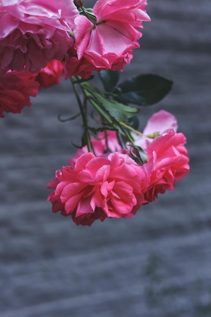 灰色の背景に明るいピンクのバラの頭花のクローズ アップ写真