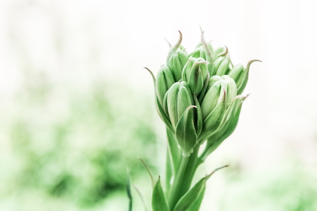 Close-up photo of a budding green lily in the garden on blurred background