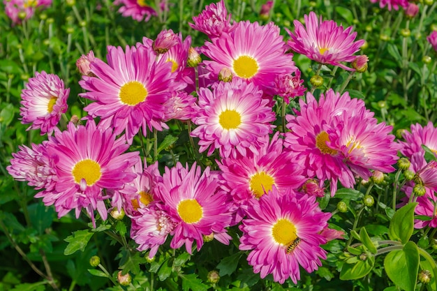 A close up photo of a bunch of dark pink chrysanthemum flowers with yellow centers. A very colorful and lively bouquet.
