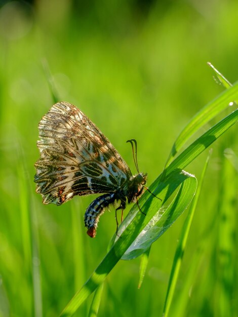 Close up photo of a Butterfly on a grass