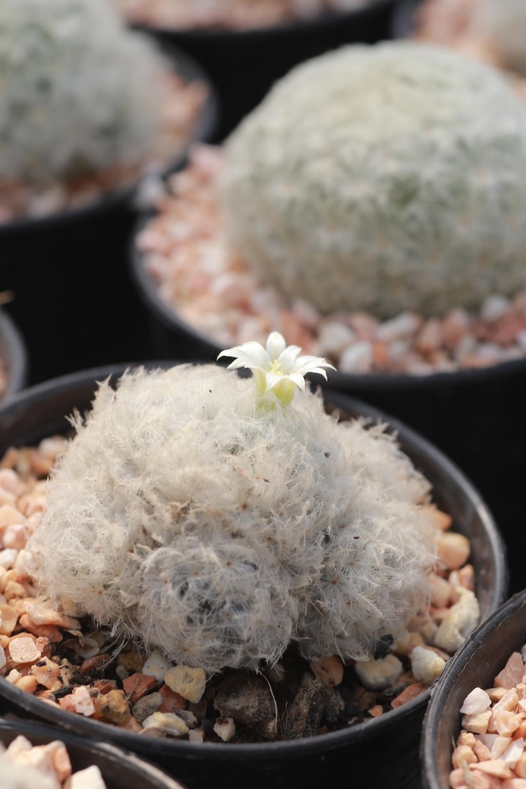 Photo close-up photo of cactus in the nursery