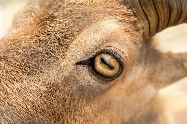 Close up photo of deer's eye