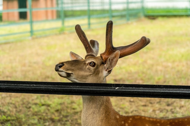 Close up photo of deer with furry antlers in zoo