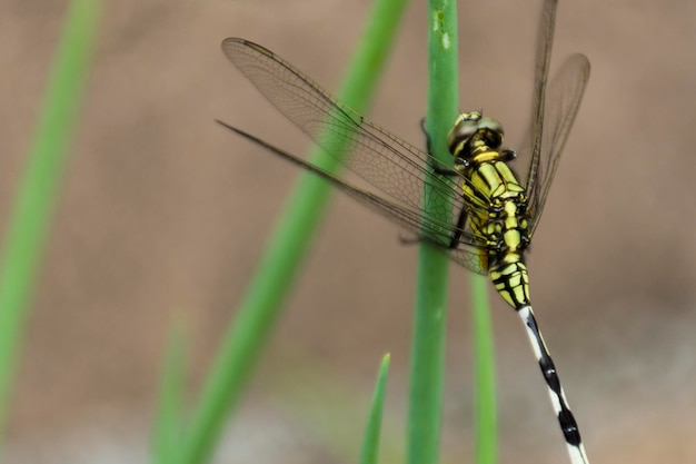 Foto foto ravvicinata di una libellula appollaiata su una foglia