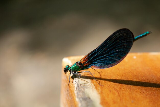 Photo close up photo of a dragonfly