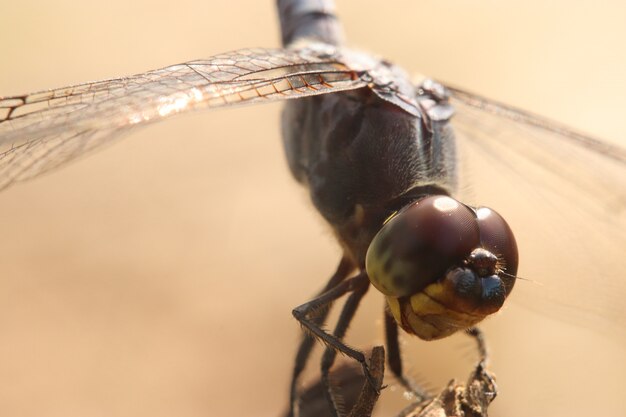 Photo close up photo of the dragonfly