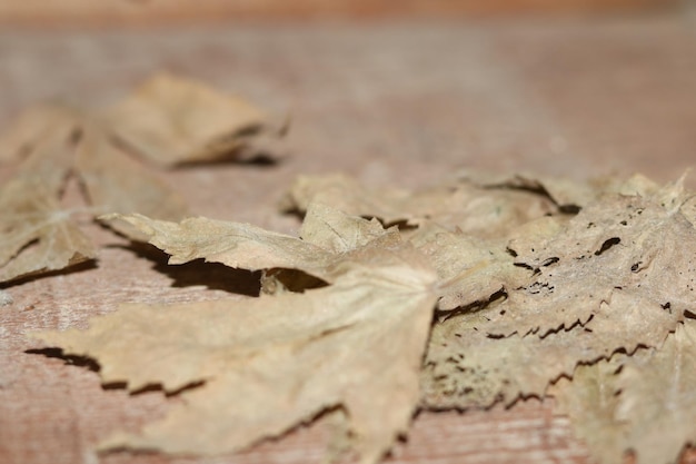 close up photo of dry leaves with blur background