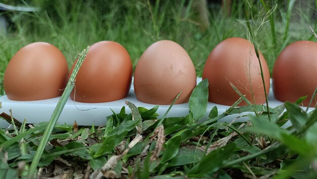 Close-up photo of eggs on the grass