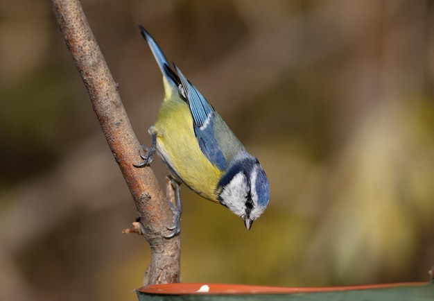 Close-up photo of a Eurasian blue tit (Cyanistes caeruleus) near the feeder and on a cane branch on a blurred background. Ideal for cutouts and collages. Bird identification signs