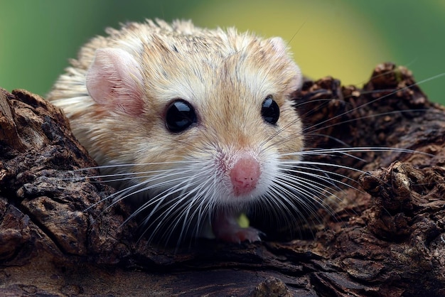 Close-up photo of Fat tailed_ gerbil (Pachyuromys duprasi)