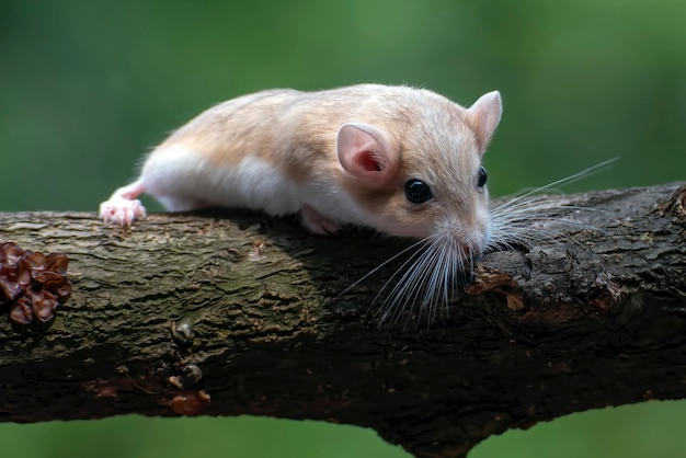 Close up photo of a fat tailed gerbil