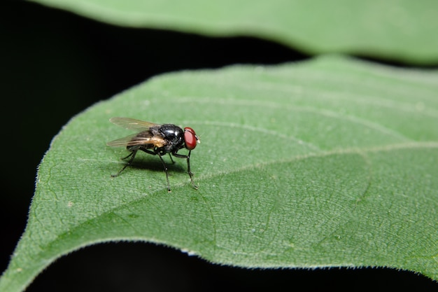 Close-up photo of a fly on a leaf