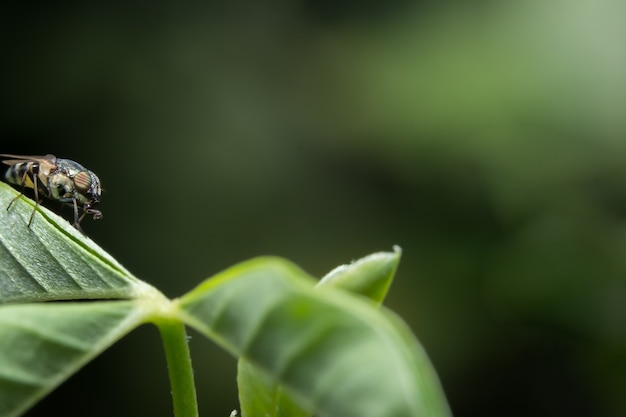 Close-up photo of fruit fly on leaf