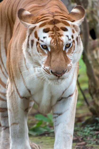 Foto foto ravvicinata di una tigre dorata