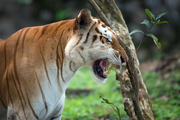 Close up photo of a golden tiger