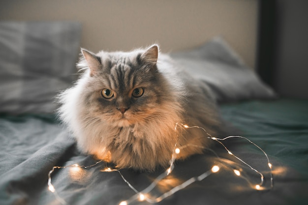 Close-up photo of a gray cat, lying on a dark bed near the lights of the garland, looking into the camera.