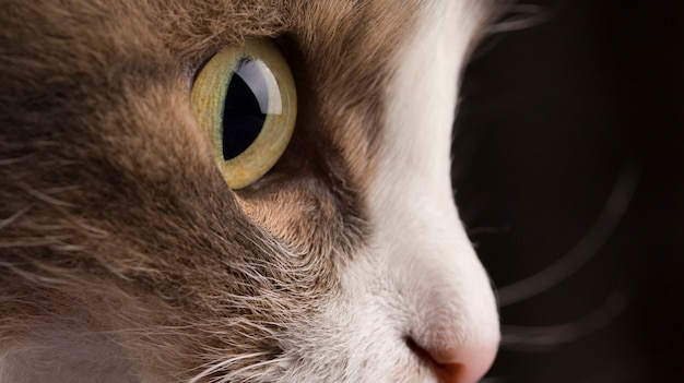 Close-up photo of a gray cat's head with green  eyes