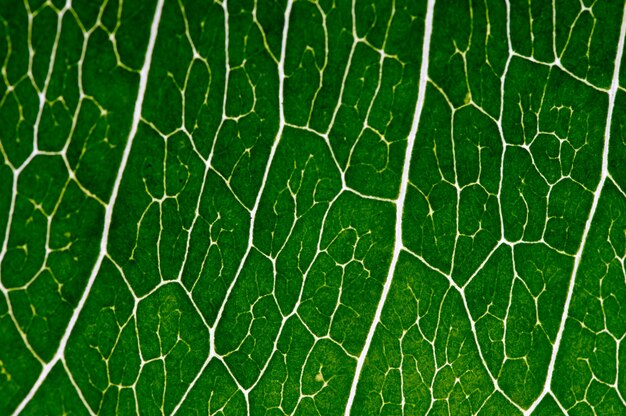 Photo close up photo of green leaf for use as a background.