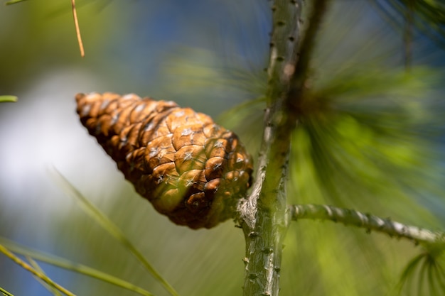 Close up photo of a green pine needle. Small pine cones at the end of the branches. Blurry pine needles in the background