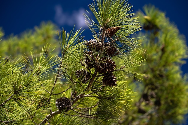Close up photo of a green pine needle. Small pine cones at the end of the branches. Blurry pine needles in the background