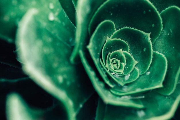 A close-up photo of a green succulent