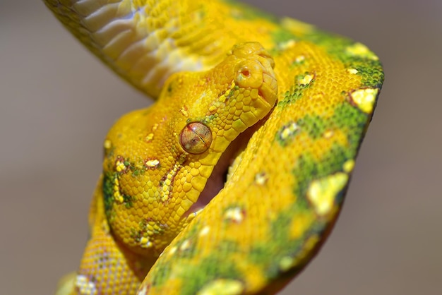 Close up photo of a green tree phyton