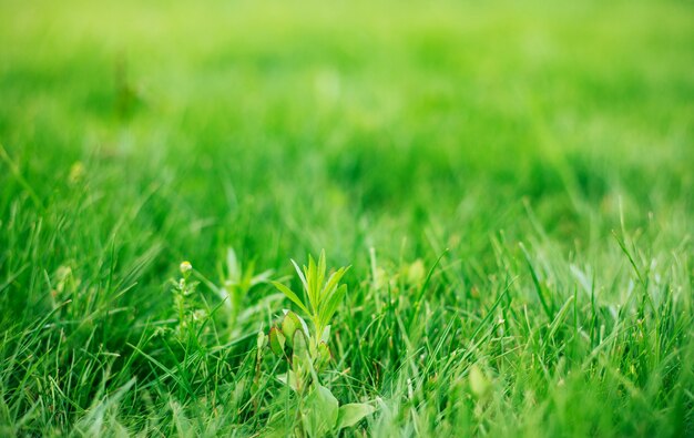 夏の屋外で緑の鮮やかな草の写真をクローズアップ