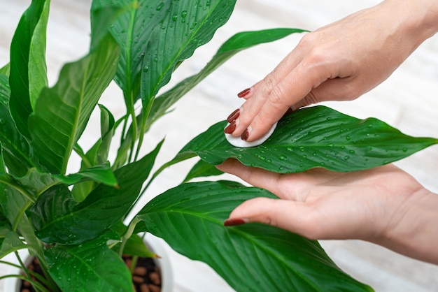 Close-up photo of hands a young girl wipes the leaves of a houseplant