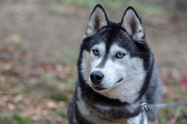 Foto ravvicinata della testa del cane husky siberiano grigio che ascolta la natura