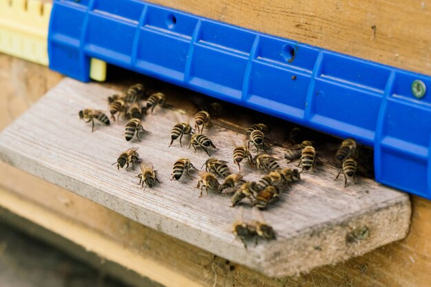 벌집과 꿀벌의 사진을 닫습니다.