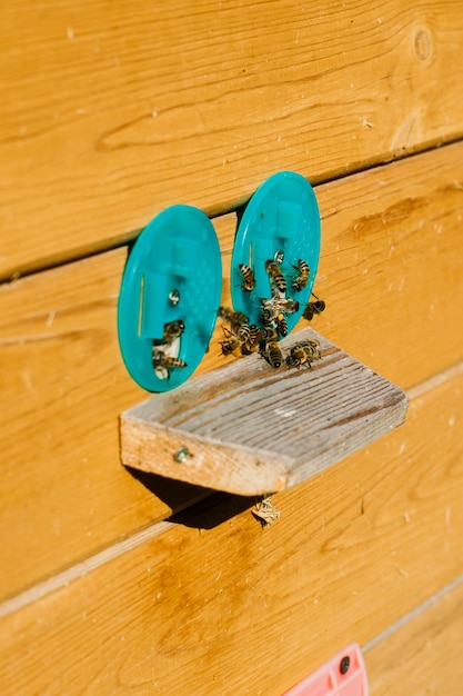 Close up photo of the hive and the bees.