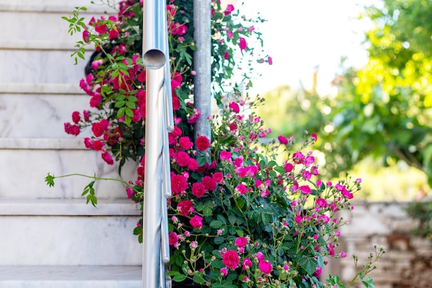 Close up photo of house garden decorated with pink roses