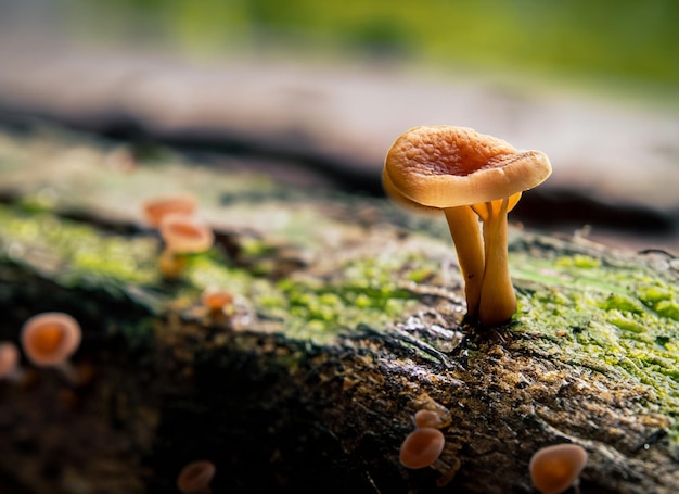 близкое фото гиперфокусировано на крошечном грибе на дереве