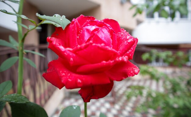 Immagine fotografica ravvicinata di una delicata bella rosa di colore rosso con gocce di pioggia su petali e foglie verdi in un giardino di rose in fiore in primavera o in estate all'aperto.