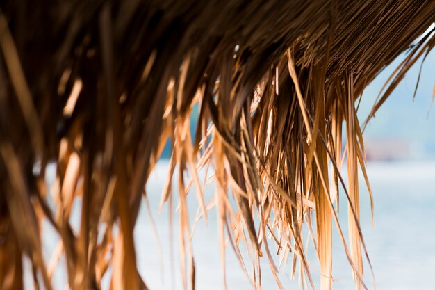 Close-up photo of Imperata cylindrica