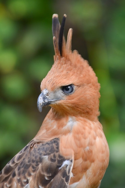 Close up photo of a javan hawk eagle, Nisaetus bartelsi