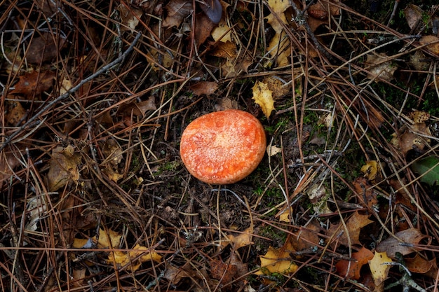 lactarius deliciosus 우유 모자 버섯의 사진을 닫습니다