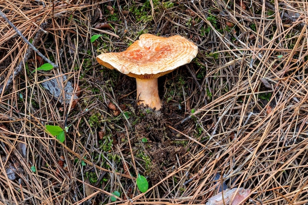 lactarius deliciosus 우유 모자 버섯의 사진을 닫습니다