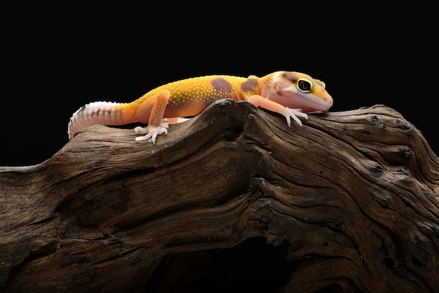 Close-up photo of a leopard gecko with unique eyes