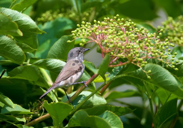 Close-up photo of lesser whitethroat (Curruca curruca) picking berries from an elderberry bush