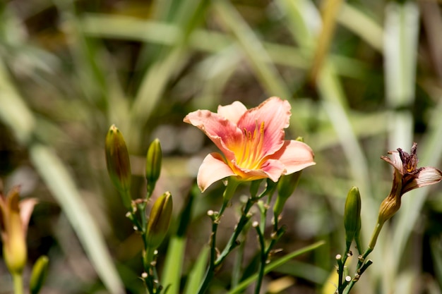 Close up photo of lilium flowers