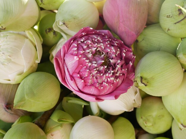 Close up photo of lotus flowers