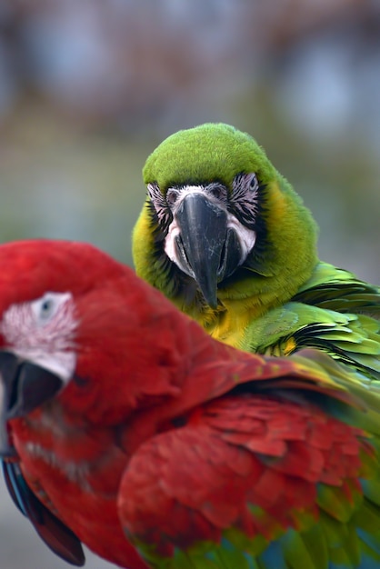 コンゴウインコのオウムのクローズアップ写真