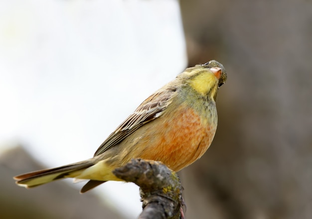 Close up photo of a male ortolan bunting in unusual pose. View from bottom with detailed feather structure